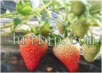 创投草莓采摘园
