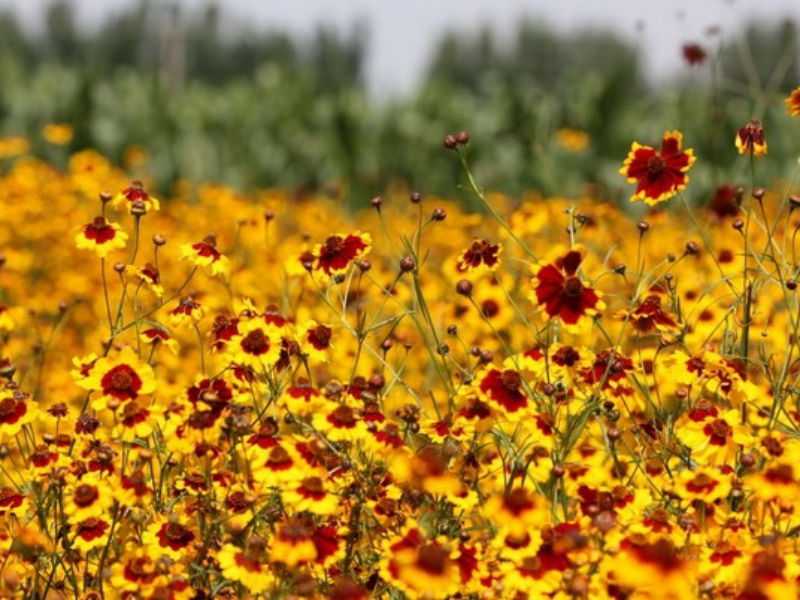 通州花仙子万花园